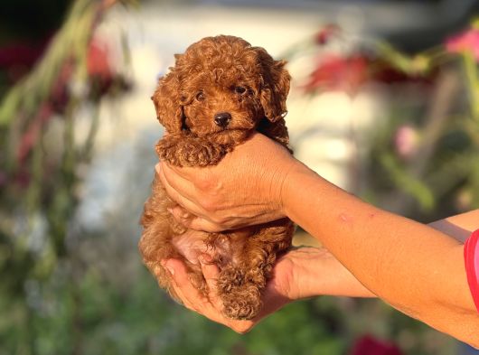 2 Kg Garantili Korea Poodle Bebekler