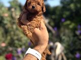 Kg Garantili Poodle Yavrular