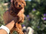 Teacup Boy Korea Poodle Kg Garantili