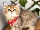 Di̇şi̇ Golden Güzeller Güzeli̇mi̇z Uygun