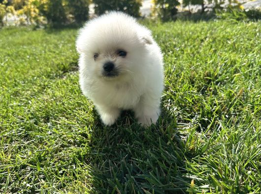 3Adet Pomeriaan Boo Yavrularımız Yeni Sahiplerini Beklıyor