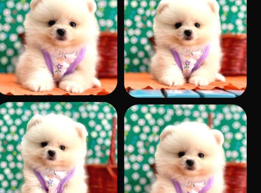 Pomeri̇an Boo Yavrulari Ankara görsel