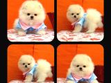 POMERİAN bOO YAVRULARI ANKARA