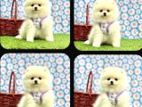 Pomeri̇an Boo Yavrulari Ankara
