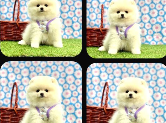 Pomeri̇an Boo Yavrulari Ankara görsel