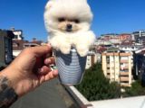 Pomeri̇an Boo Yavrulari Ankara