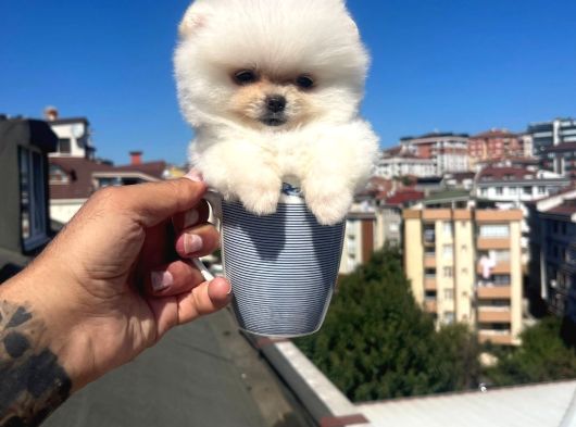 Pomeri̇an Boo Yavrulari Ankara görsel