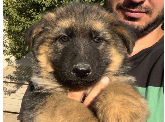Şecereli Uzun Tüylü Dişi Yavrular görsel
