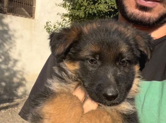 Şecereli Uzun Tüylü Dişi Yavrular görsel