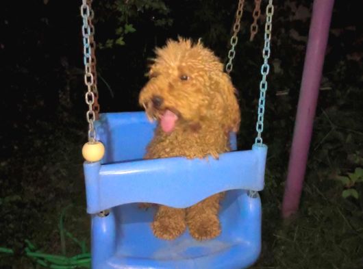 Poodle Yeti̇ski̇n