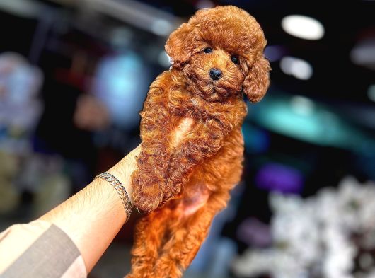 Red Brown Toy Poodle Bebekler görsel