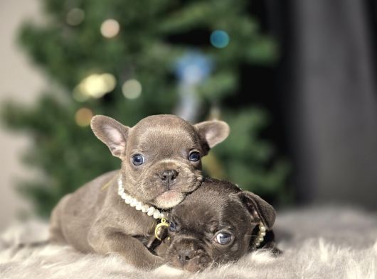 Mikro French Buldog Bebekler