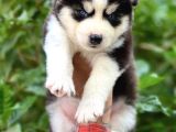 Her Renkten Husky Yavrularımız