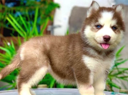 Her Renkten Husky Yavrularımız görsel