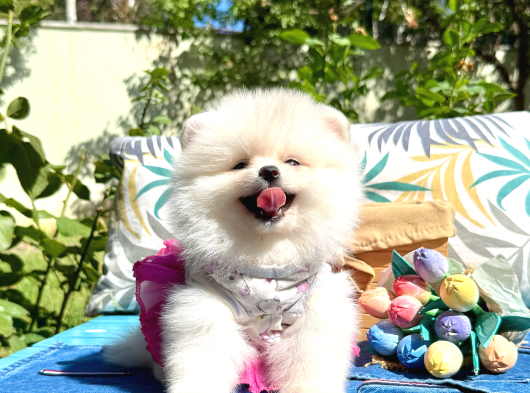 Pomeranian Boo Safkan Ayi Surat Yavrularımız görsel