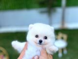 Ayı Surat Teacup Pomeranian