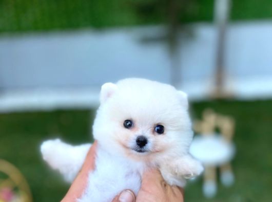 Ayı Surat Teacup Pomeranian görsel