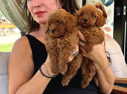 Minik Toy Poodle Bebeklerimiz Sizleri Bekliyor görsel