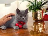 YOK BÖYLE GÜZELİ BRİTİSH SHORTHAİR YAVRU KEDİ