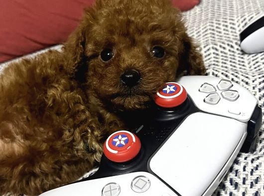 Kore 1_5 Kilo Garantili Toy Poodle görsel