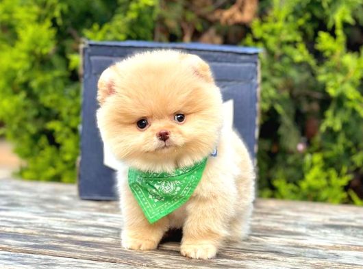 Sevimli Pomeranian Yavrularımız görsel