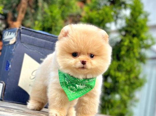 Sevimli Pomeranian Yavrularımız