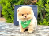 Sevimli Pomeranian Yavrularımız