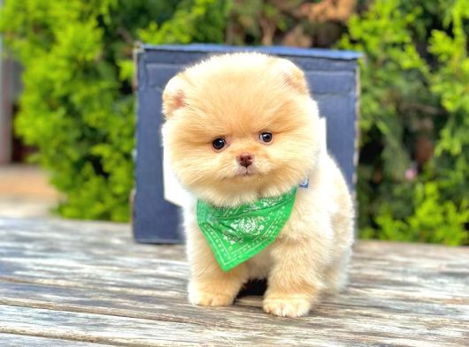 Sevimli Pomeranian Yavrularımız görsel