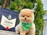 Sevimli Pomeranian Yavrularımız
