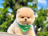 Sevimli Pomeranian Yavrularımız