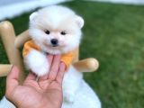 Brengesicht Pomeranian Boo Unser Welpe