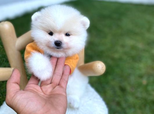 Brengesicht Pomeranian Boo Unser Welpe görsel