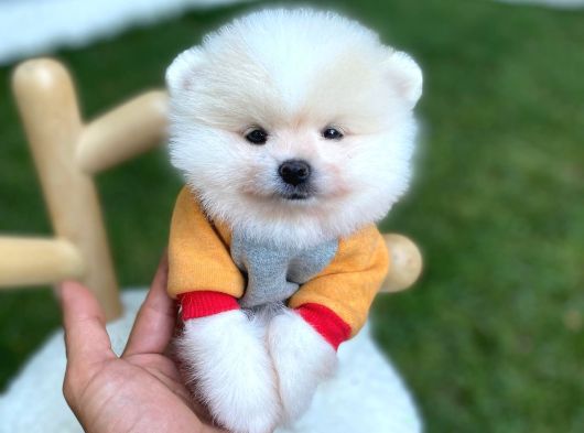 Brengesicht Pomeranian Boo Unser Welpe