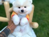 Brengesicht Pomeranian Boo Unser Welpe
