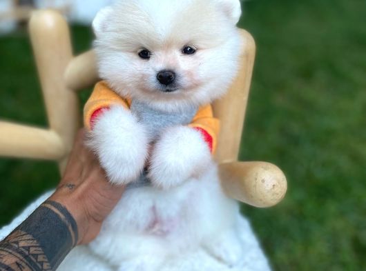 Brengesicht Pomeranian Boo Unser Welpe görsel
