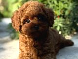Kore kan toy Poodle yavrular uygun