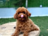Kilo Garantili Teacup Poodle