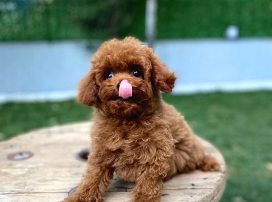 Kilo Garantili Teacup Poodle görsel