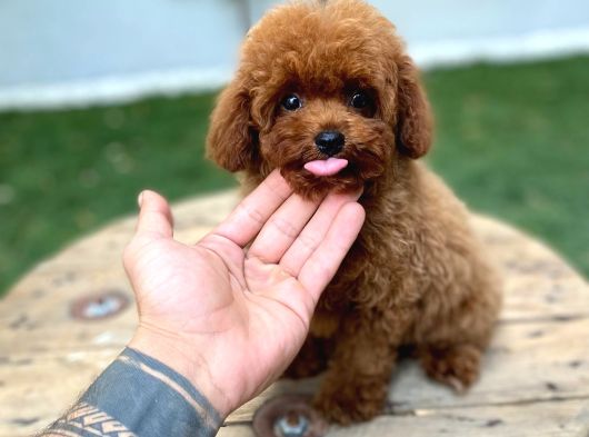 Kilo Garantili Teacup Poodle görsel