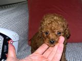 Kore 1_5 Kilo Garantili Toy Poodle