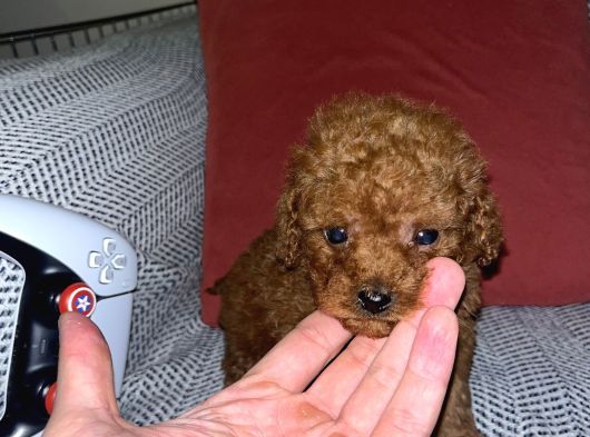 Kore 1_5 Kilo Garantili Toy Poodle görsel