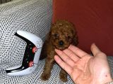 Kore 1_5 Kilo Garantili Toy Poodle