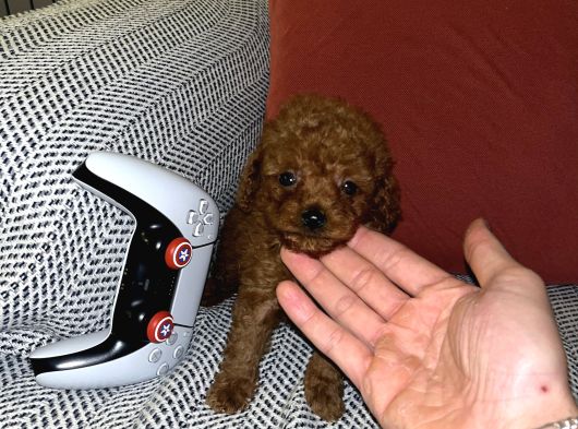 Kore 1_5 Kilo Garantili Toy Poodle görsel
