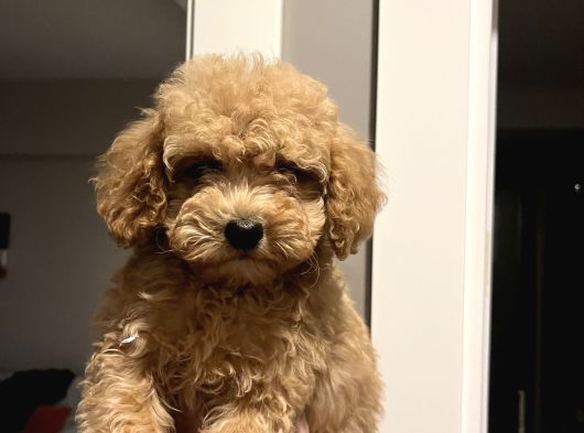 Apricot 2_5 Aylık Toy Poodle