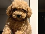 Apricot 2_5 Aylık Toy Poodle