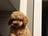 Apricot 2_5 Aylık Toy Poodle