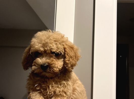 Apricot 2_5 Aylık Toy Poodle görsel