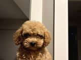 Apricot 2_5 Aylık Toy Poodle
