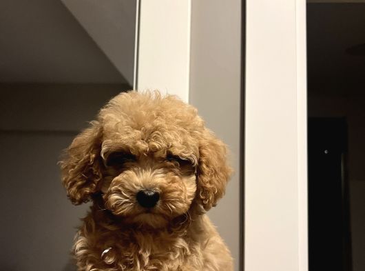 Apricot 2_5 Aylık Toy Poodle görsel