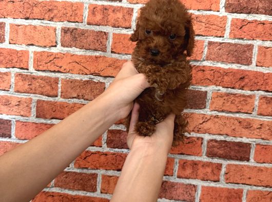 A Kalite Poodle görsel